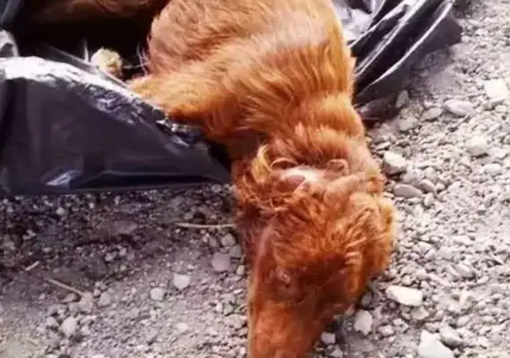 Angry! Someone threw a dog in a garbage bag to abandon a dog and left soon after he was found