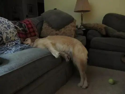 Men lie in bed resting with dogs around them: even money to buy blankets is saved