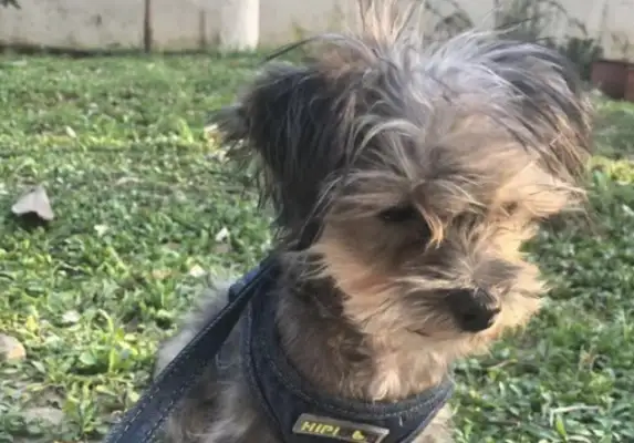 Just because I accidentally ran into the passerby's clothes and pants, the dog got kicked in the side, and the baby was suffocating