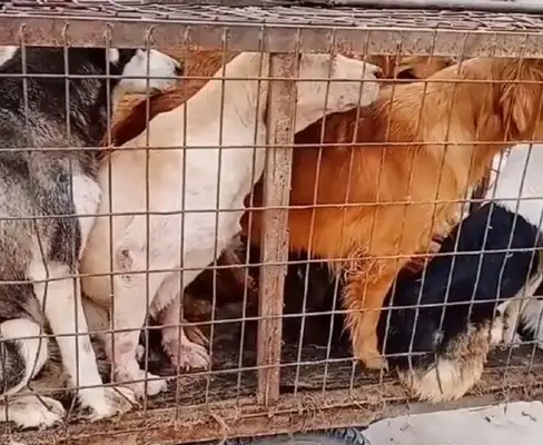 A carload of pet dogs came into the doghouse and watched as a dog with a tow in him