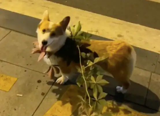 They couldn't find the rope. They picked the vine from the side of the road and put it on the dog