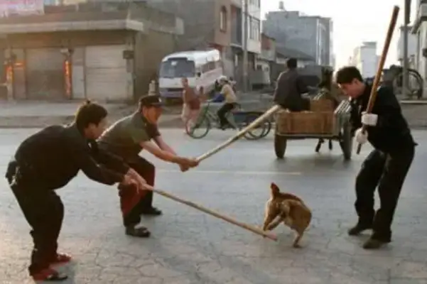 Yunnan will kill 50,000 dogs in the county