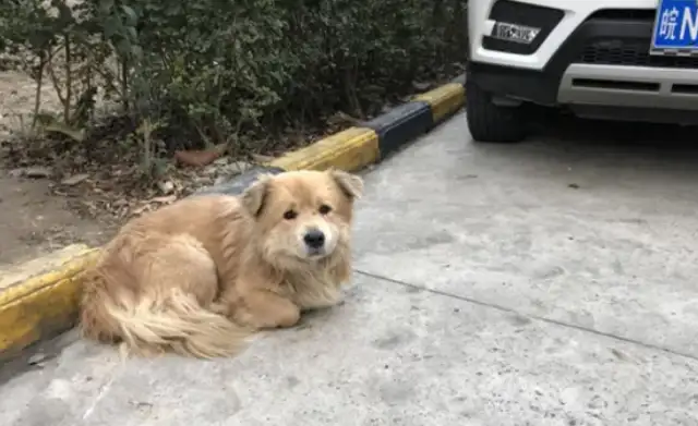 Who's liable for a car accident caused by stray dogs crossing the highway