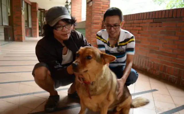 Yunnan will kill 50,000 dogs in the county