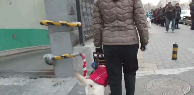 We meet on the narrow road, Samoye provokes blind dogs, blind dogs: I'll leave when you're tired