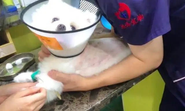 He's a good host to someone else's house, and he beats his dog to death