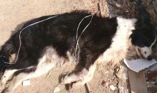 The dog screamed all night in the rain, the master didn't take it seriously, and the next day he got up with his intestines