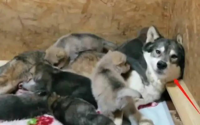 The baby with the wolf dog is a little untrustworthy, just as ugly as his father