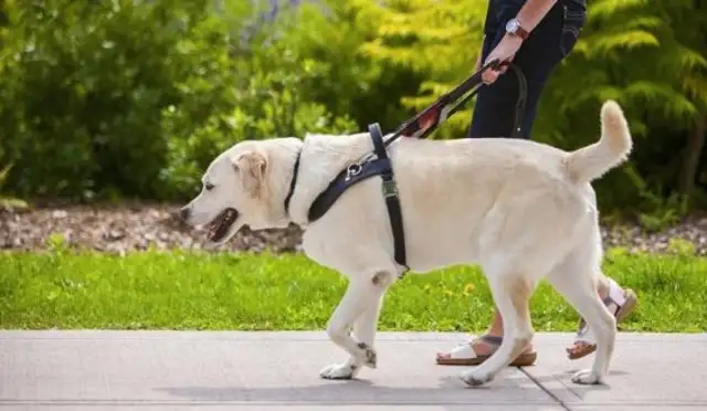 We meet on the narrow road, Samoye provokes blind dogs, blind dogs: I'll leave when you're tired