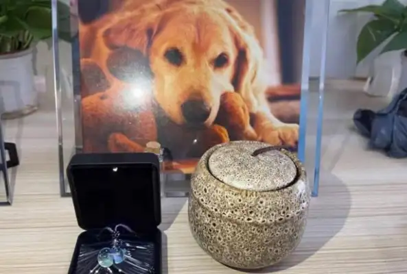 "Sniffing Cat" is a new way of life for young people