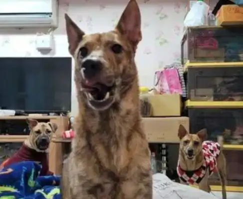 The tiger dogs brought in two boys to surround the host group: hand over the meat