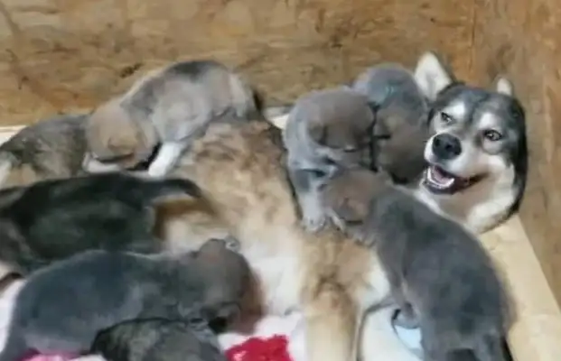 The baby with the wolf dog is a little untrustworthy, just as ugly as his father