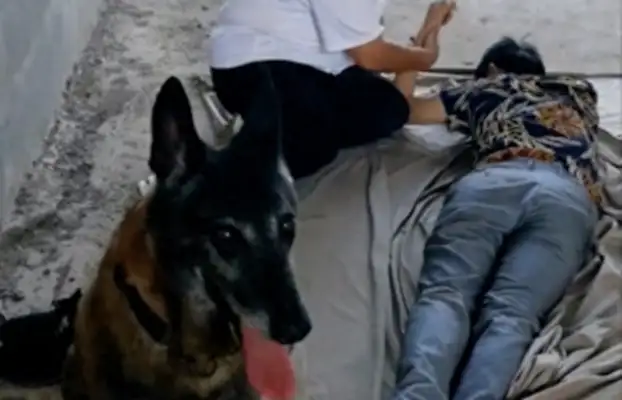 The dog fell into a flood, and in times of crisis, uncle reached out and pulled it back to shore