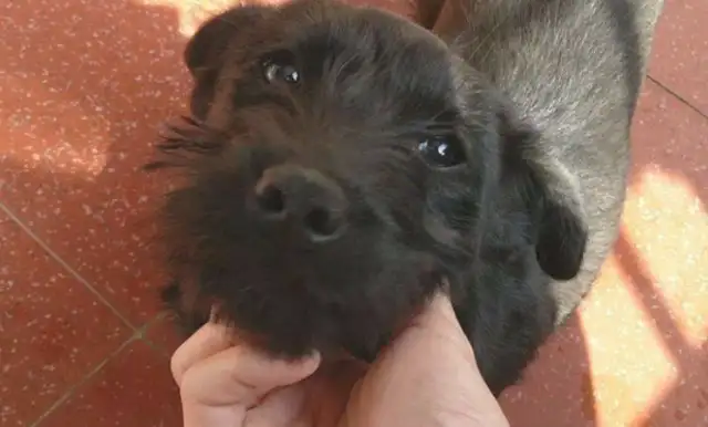 The dog screamed all night in the rain, the master didn't take it seriously, and the next day he got up with his intestines