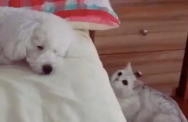 Cats mess with dogs and beat them while they're sleeping