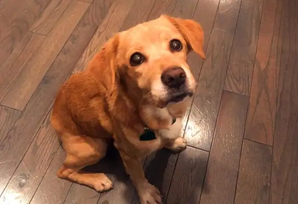 The door was closed at night, and the next day the stray dog was at home, so the owner searched for surveillance