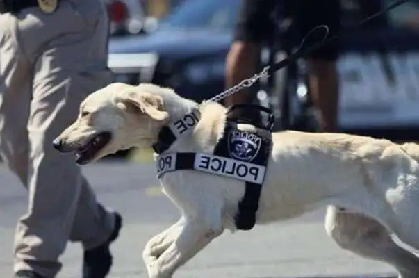 These five doggies protect their masters with their own lives