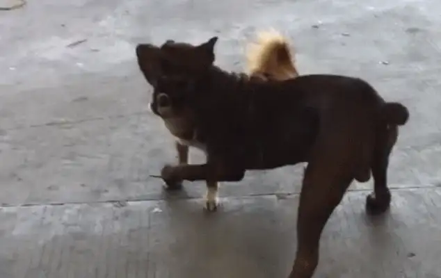 It's a sad situation when the dogs are fighting and making it look like a statue