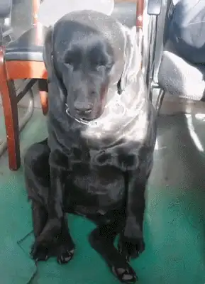 The dog has just finished his mission, he's tired, he's not sleeping