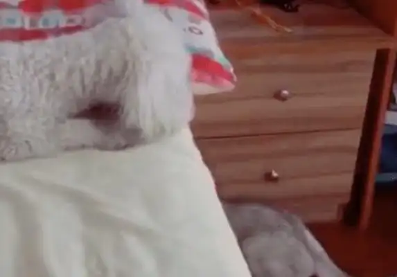 Cats mess with dogs and beat them while they're sleeping