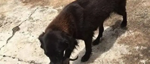 Brazilian dogs dig up garbage dumps and save people from raising newborn dogs