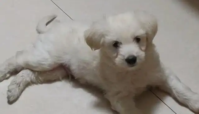The little milk dog is dying on the side of the road, and the girl's wearing her hair