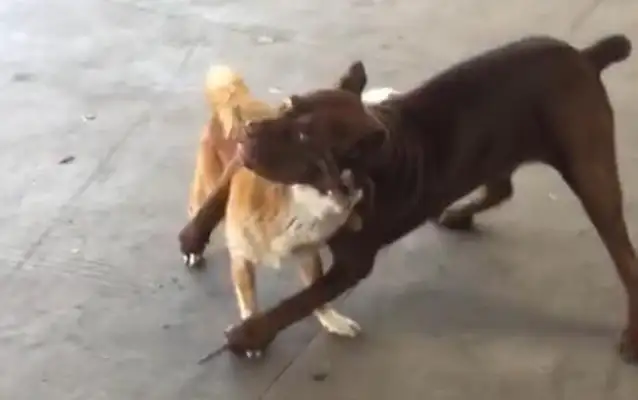 It's a sad situation when the dogs are fighting and making it look like a statue