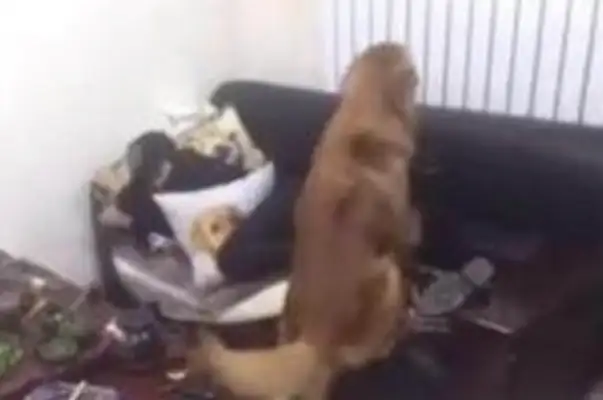 The master was too tired to lie down on the couch and fall asleep