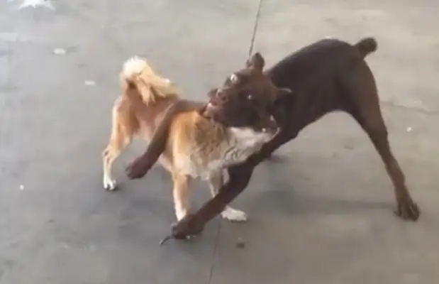 It's a sad situation when the dogs are fighting and making it look like a statue