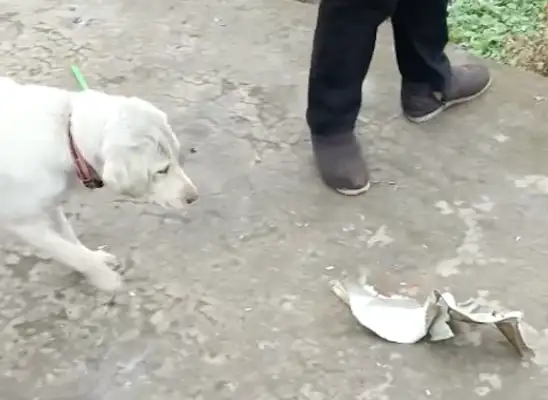 It's so sad that the dog left behind with a bowl of shit: you dogs
