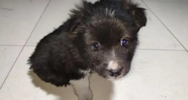 The little cow dog fell on the street alone, saw its pure eyes, and it made me want to guard