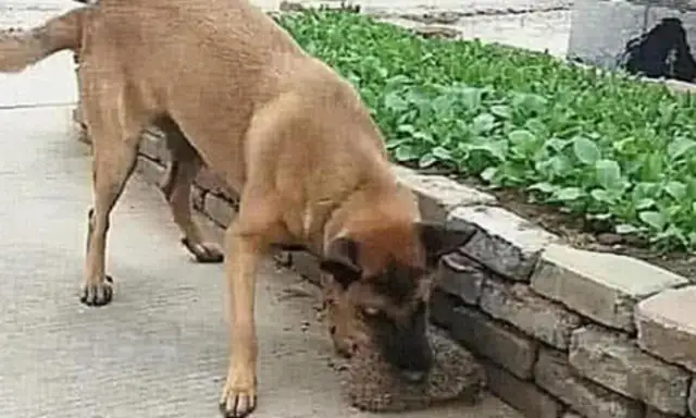 The master took the dog out and took one thing back