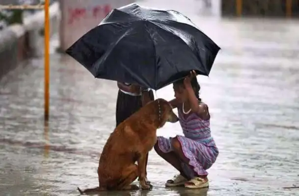 The dog screamed all night in the rain, the master didn't take it seriously, and the next day he got up with his intestines