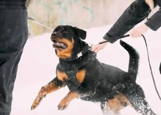These five doggies protect their masters with their own lives