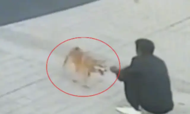 The man stole the dog and died seven minutes under his feet