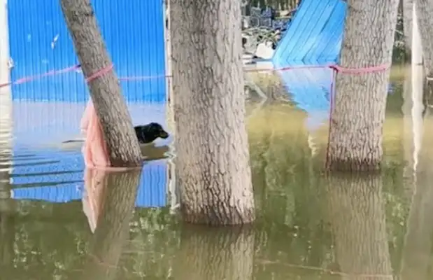 The flood struck the dog and left the house