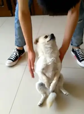 Dogs learn how to deal with the china, play it in front of their little master