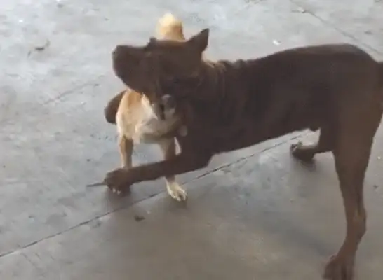It's a sad situation when the dogs are fighting and making it look like a statue
