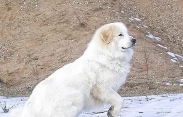 These five doggies protect their masters with their own lives