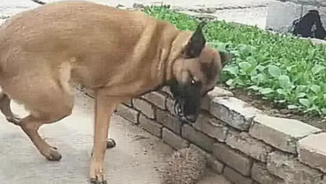The master took the dog out and took one thing back