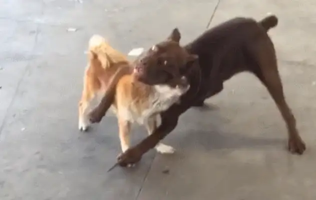 It's a sad situation when the dogs are fighting and making it look like a statue