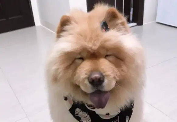 The pine lions are too fat to be laughed at