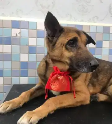 The old dog was sent to a shelter and kept the police locked up for 10 years