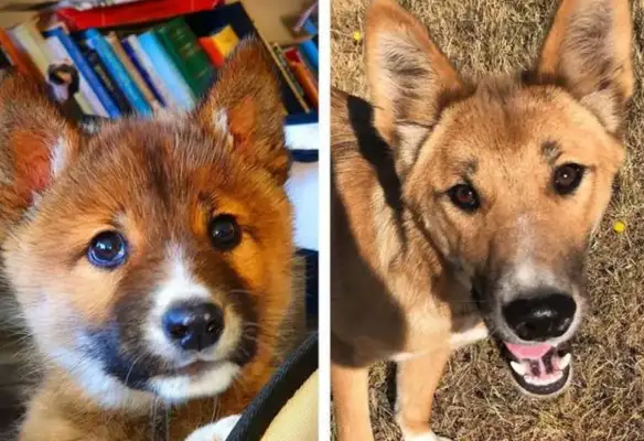 The dog came to the house asking for adoption, and the more the master got wrong, the vet looked at it: not a dog