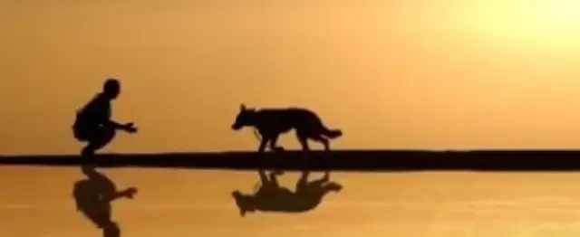 The world's five biggest "holy dogs": 20-year-old Labrador refused to leave his deceased master