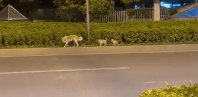 The girls used to feed the stray dogs, and the mother tried to trust her with the kids, and came to see them