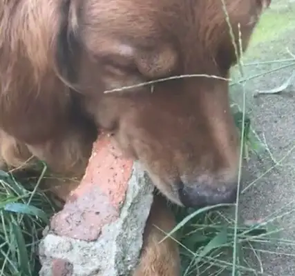 The dog used the bricks as bones, biting them so hard, the teeth went off together