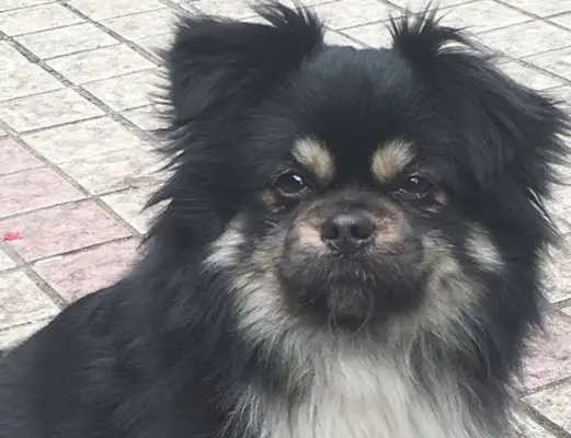 The stray dog came by when the road was waiting, and the boy had an unexpected surprise when he touched it