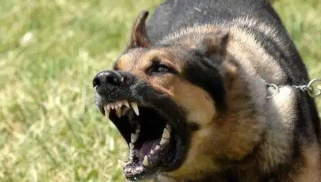 One community in Zhengzhou has completely banned dogs, calling into question the head of household