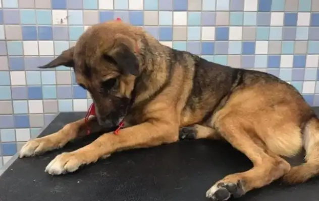 The old dog was sent to a shelter and kept the police locked up for 10 years